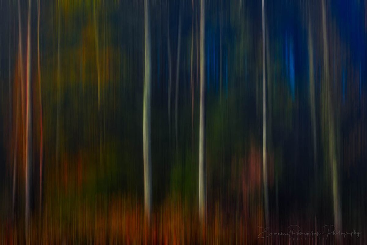 Twillight-in-the-enchanted-forest